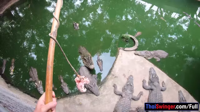 Crocodiles munching and making his amateur Thai GF cum hard